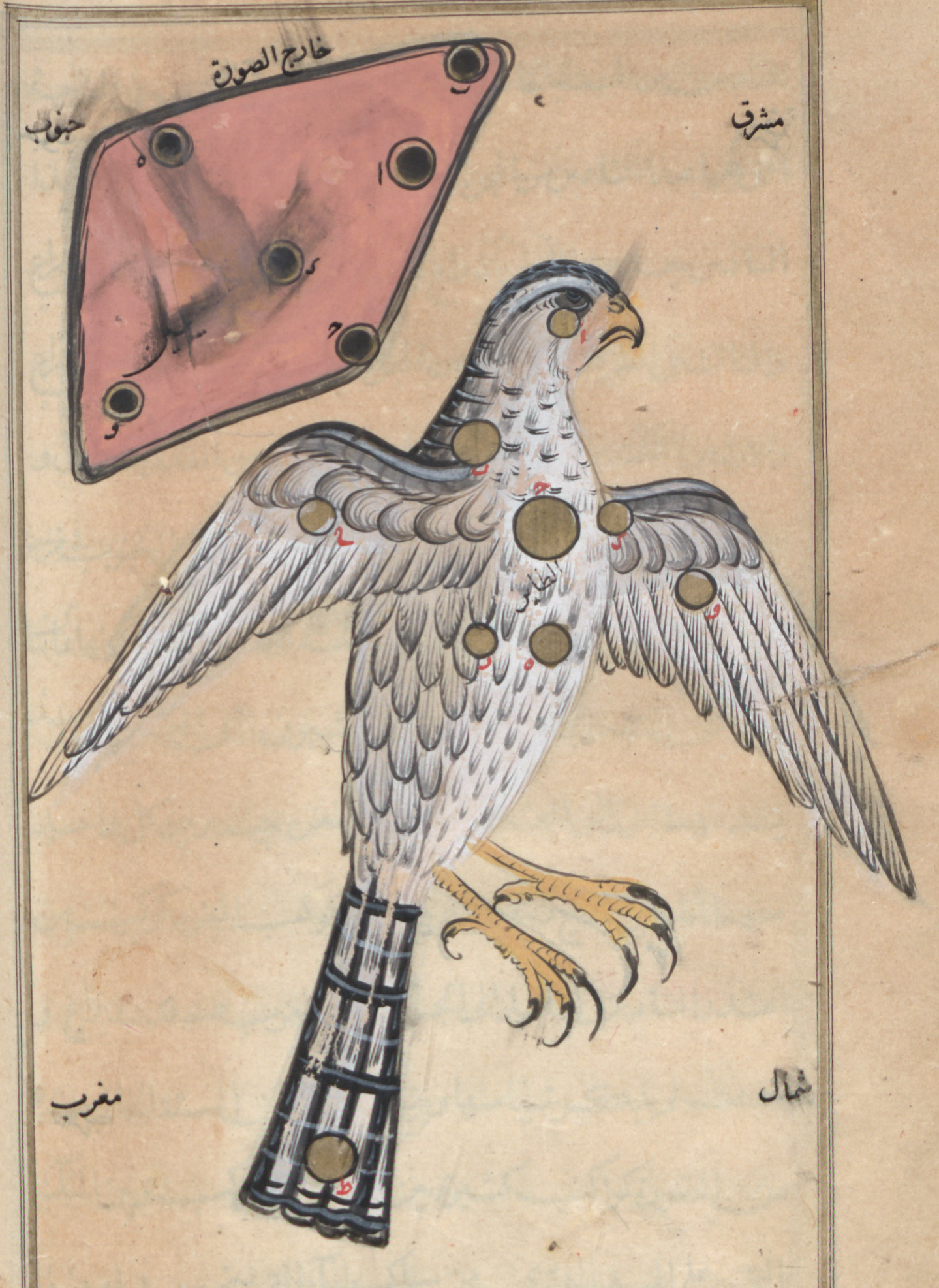 تصویر صورت فلکی عقاب از کتاب صورالکواکب عبدالرحمان صوفی#نجوم
