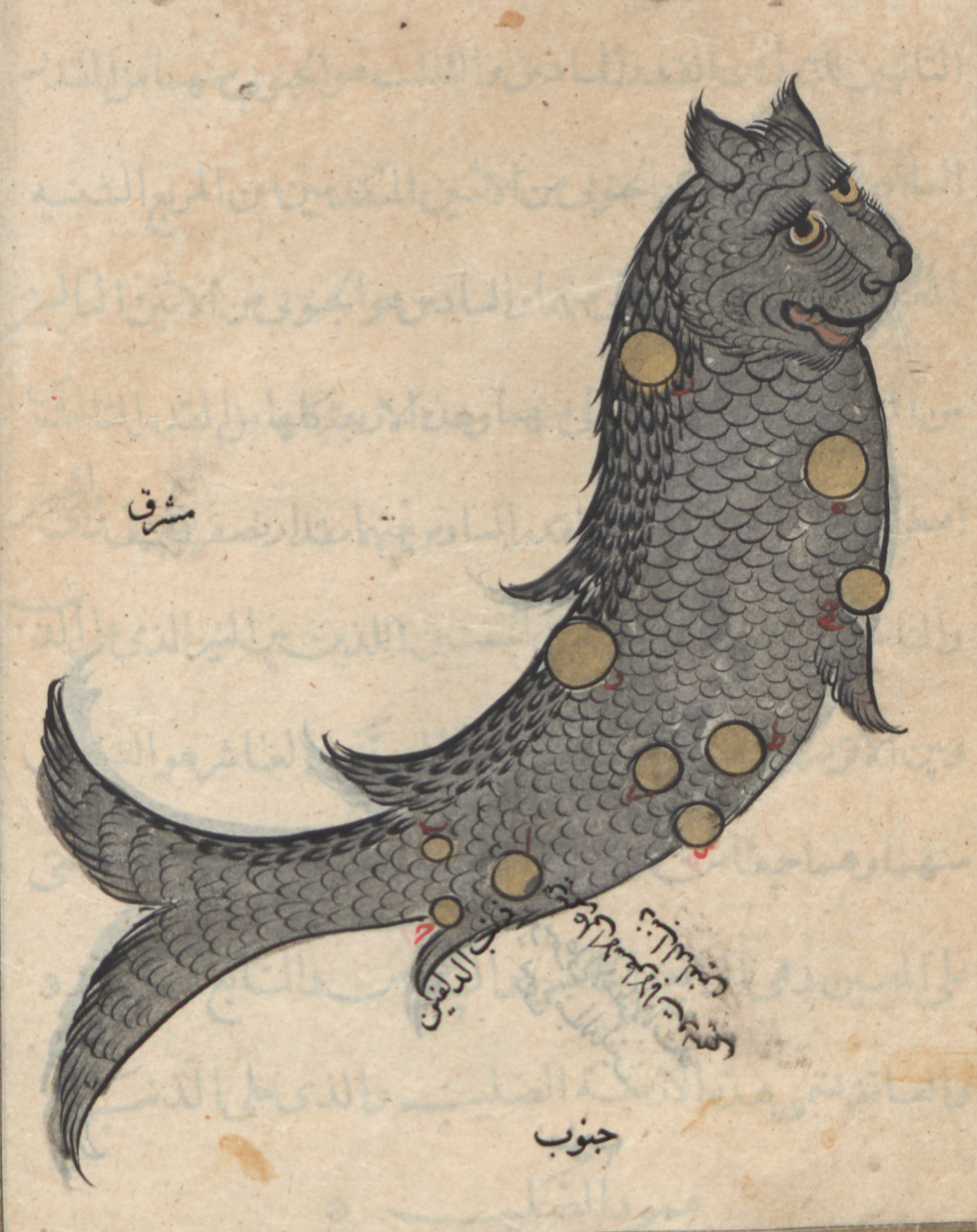 تصویر صورت فلکی دلفین از کتاب صورالکواکب عبدالرحمان صوفی#نجوم
