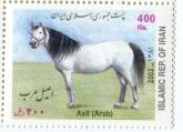  اسب اصیل عرب 